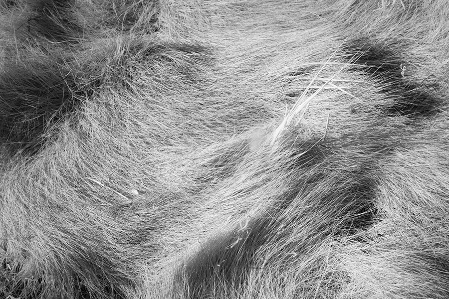 Infrared Photo of Disordered Sea Grasses at Low Tide.
